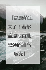 高原萌宝来了！若尔盖湿地首批黑颈鹤雏鸟破壳