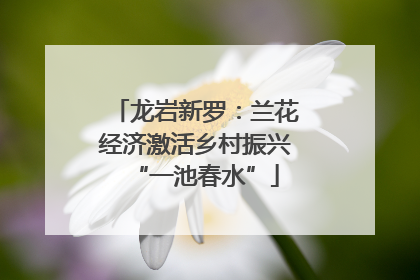 龙岩新罗：兰花经济激活乡村振兴“一池春水”