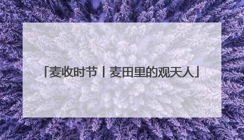 麦收时节丨麦田里的观天人