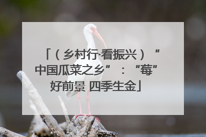 （乡村行·看振兴）“中国瓜菜之乡”：“莓”好前景 四季生金